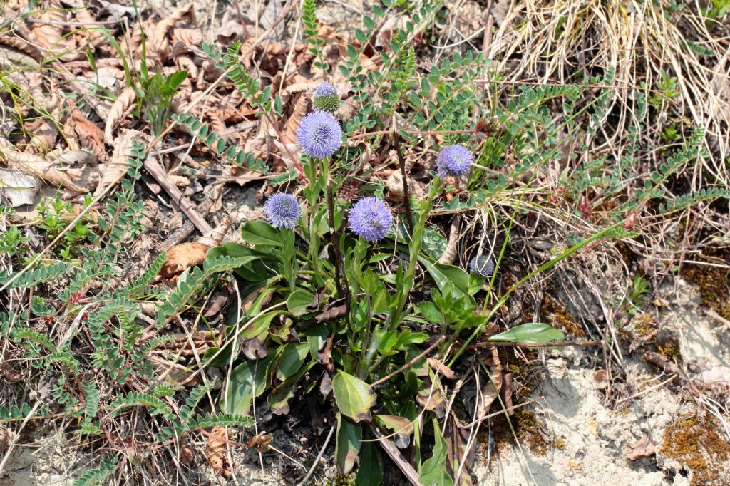 Globularia bisnagarica - Bagno di Romagna (FC)